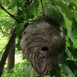 Herold's Pest Control