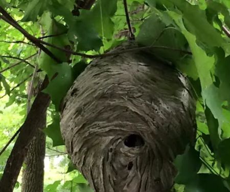 Herold's Pest Control