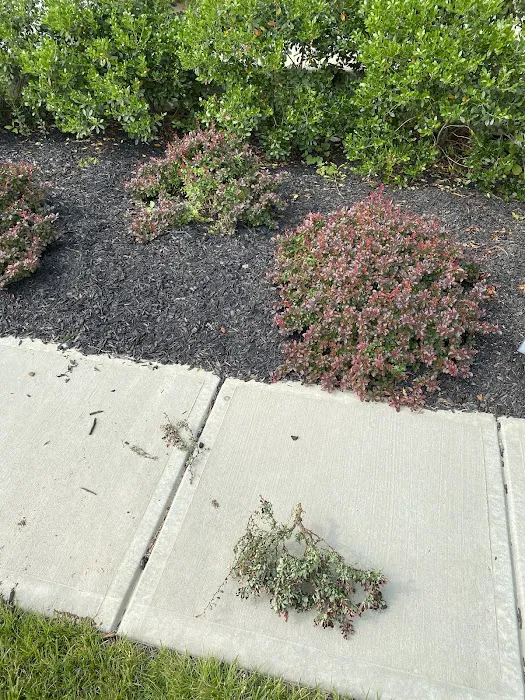Greenix Pest Control Picture 8