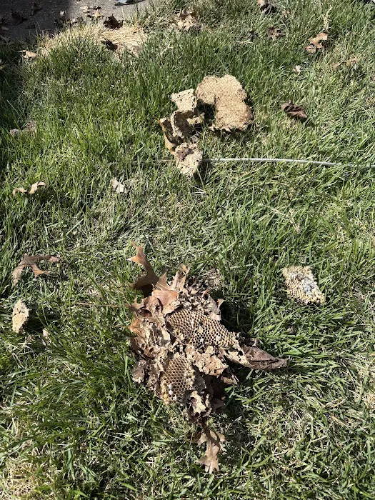 Greenix Pest Control Picture 2