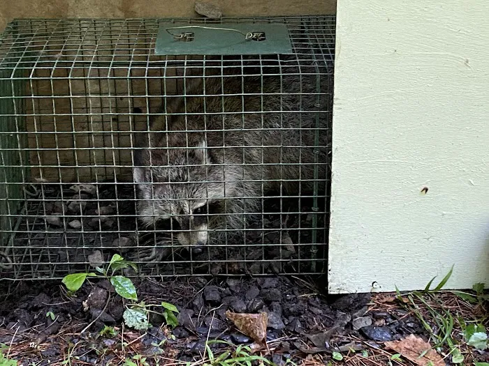 Catskill Animal Damage Control Picture 3