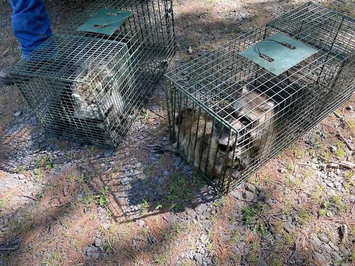 Catskill Animal Damage Control Picture 5