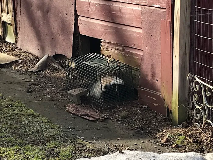 Catskill Animal Damage Control Picture 10
