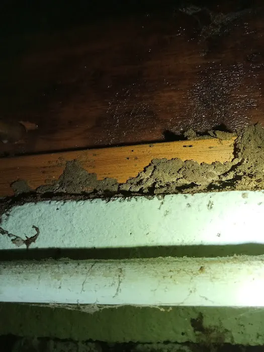 AAliant Pest Control (NEPA) Picture 7