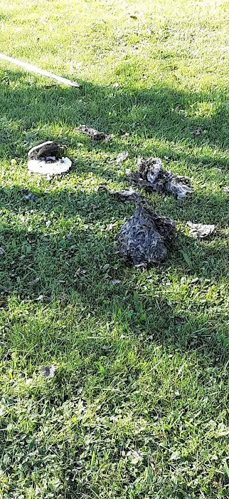 AAliant Pest Control (NEPA) Picture 3