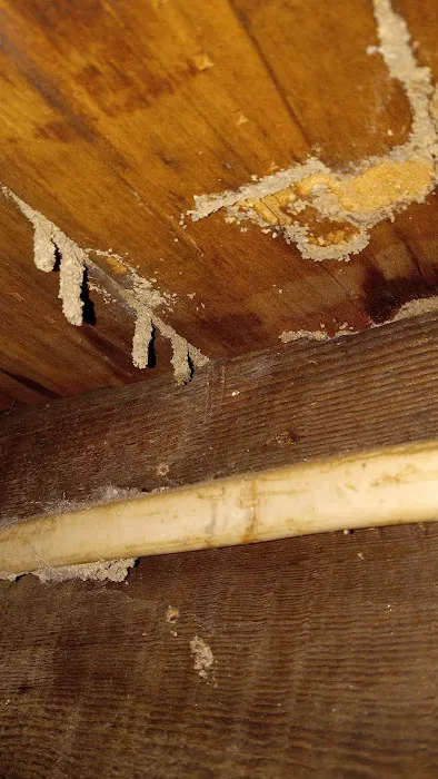 AAliant Pest Control (NEPA) Picture 8