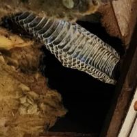 Scranton Animal Exterminator ico