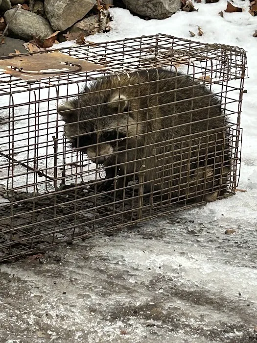 Wentzel Wildlife Pest Control Picture 3