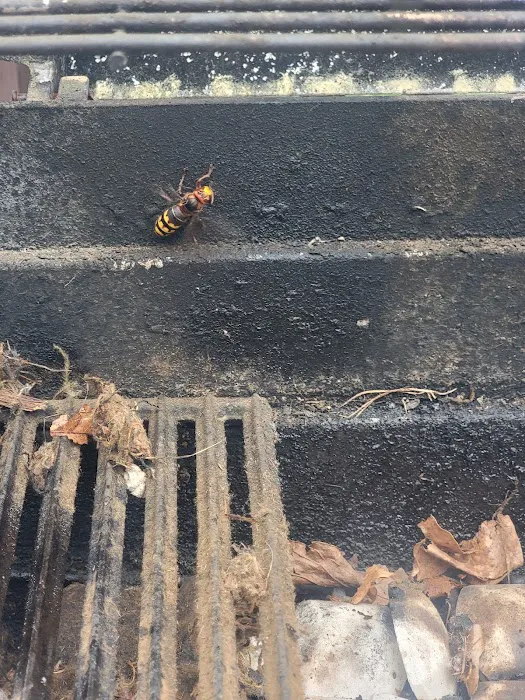 B-Gone Exterminating, LLC Picture 8