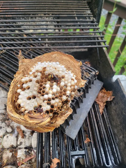 B-Gone Exterminating, LLC Picture 2