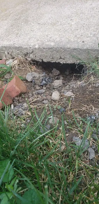 Enviro-Tech Pest Services Picture 6