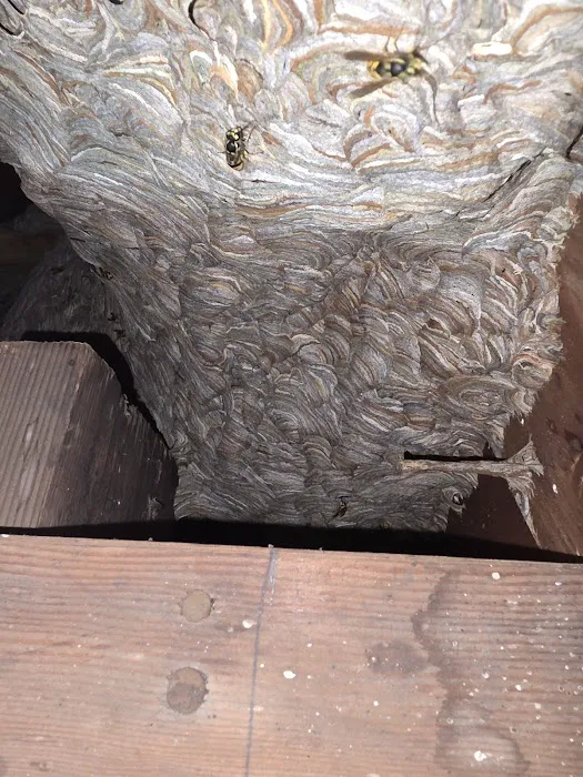 Sting Operation Pest control Picture 6