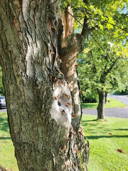 Sting Operation Pest control Picture 8