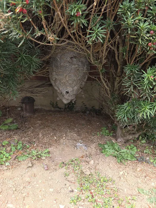Sting Operation Pest control Picture 7