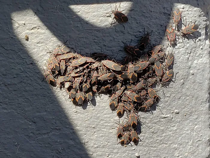 Smith Family Pest Control Picture 7