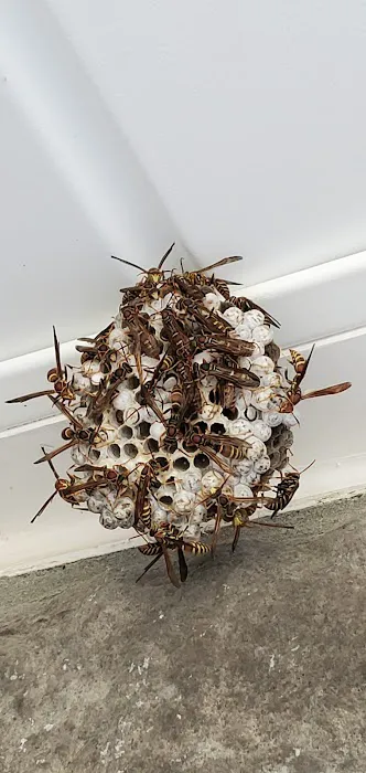 Smith Family Pest Control Picture 1