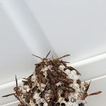 Smith Family Pest Control