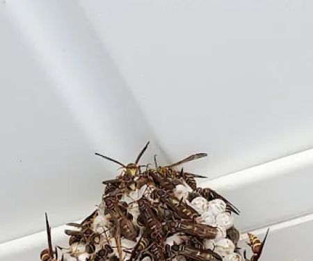 Smith Family Pest Control