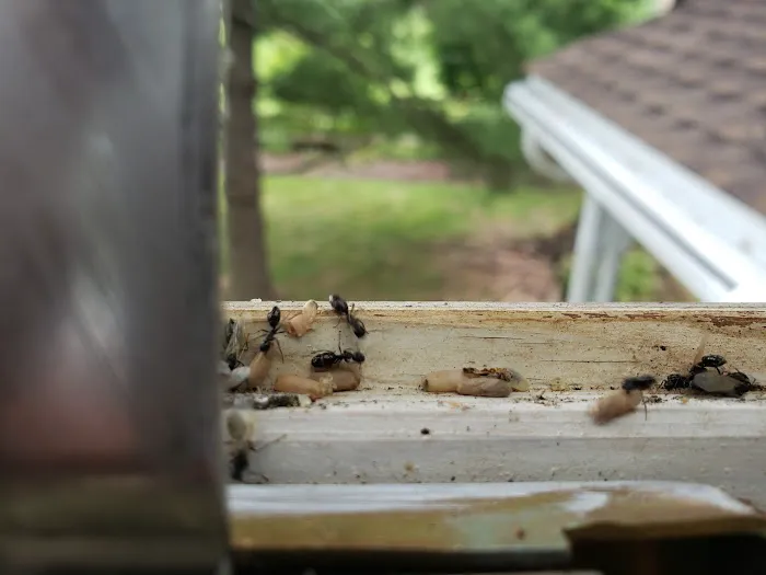 Smith Family Pest Control Picture 2