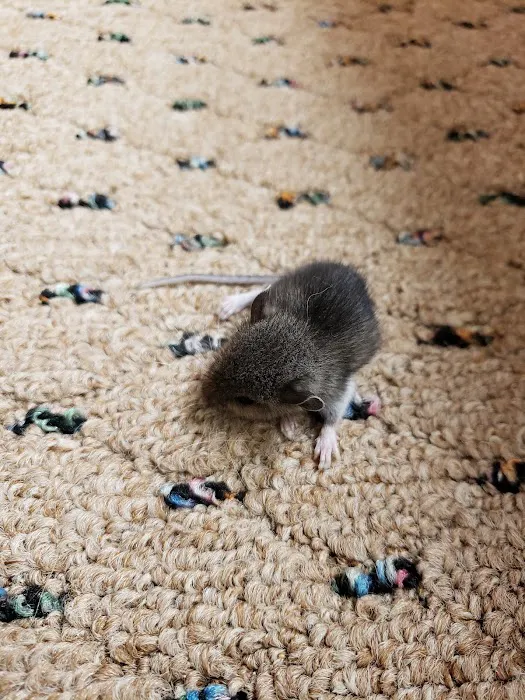 Smith Family Pest Control Picture 10