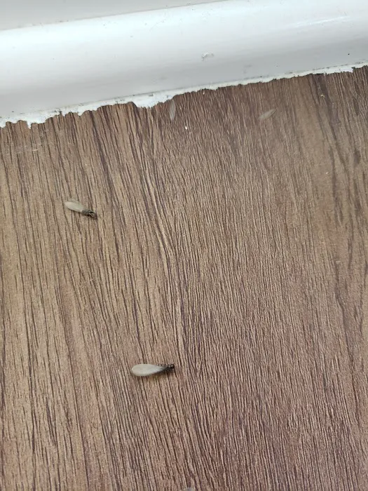 Smith Family Pest Control Picture 5