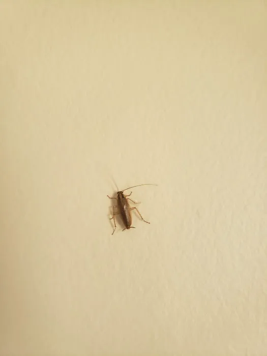 Smith Family Pest Control Picture 6