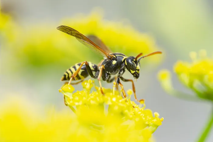 Western Pest Services Picture 9