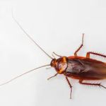 Western Pest Services