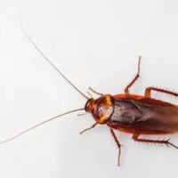 Western Pest Services ico