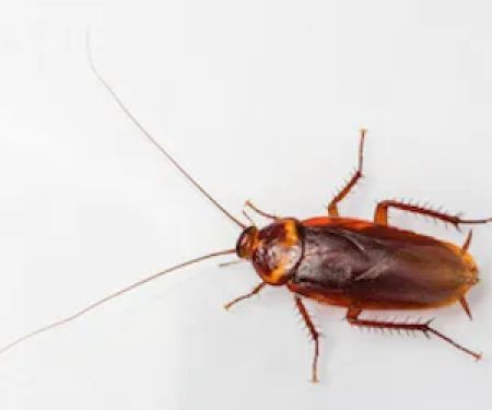 Western Pest Services