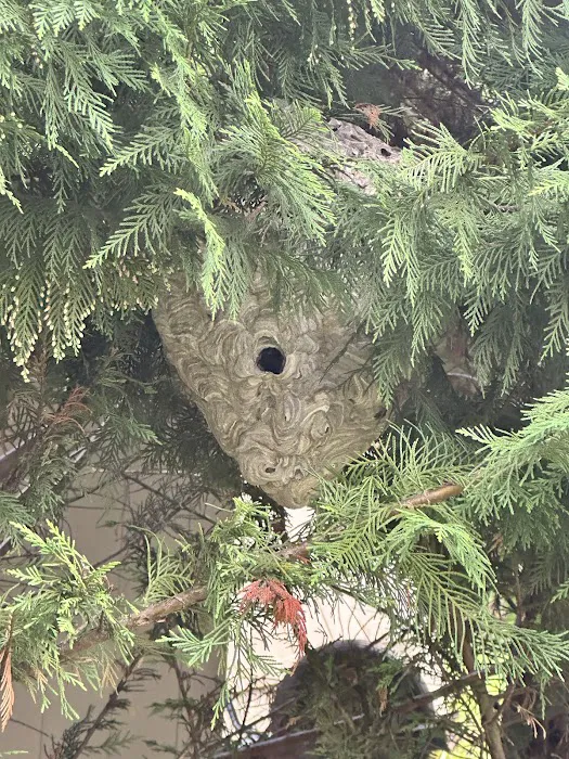 The Pest Rangers Montgomery County: Termite and Pest Control Picture 5
