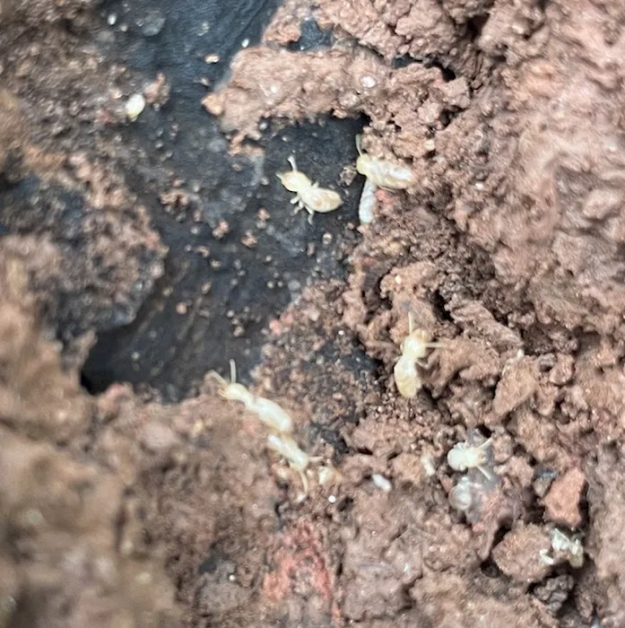 Shoreline Pest Solutions Picture 7