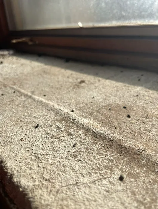 Shoreline Pest Solutions Picture 1