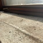 Shoreline Pest Solutions
