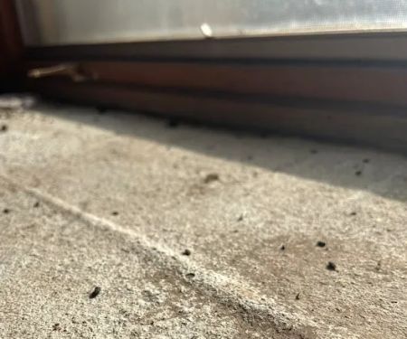 Shoreline Pest Solutions