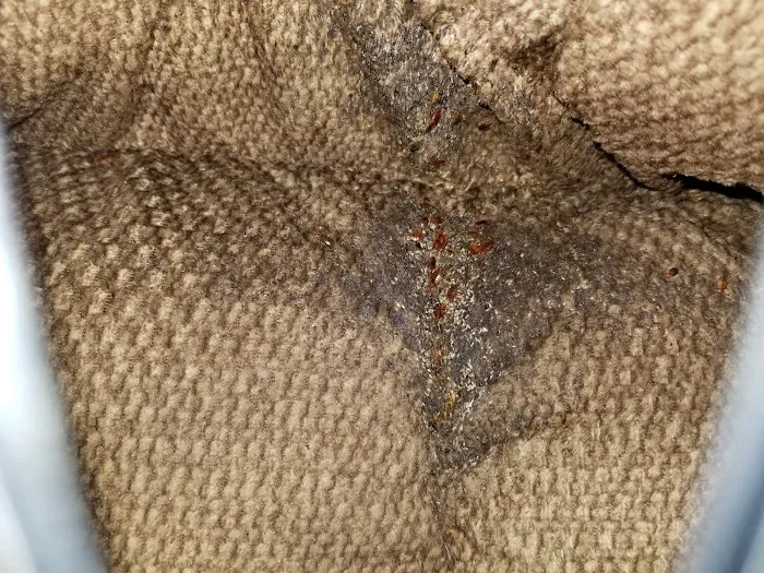 Grove Pest Control Picture 3