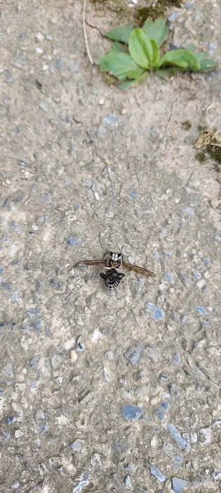 Grove Pest Control Picture 8