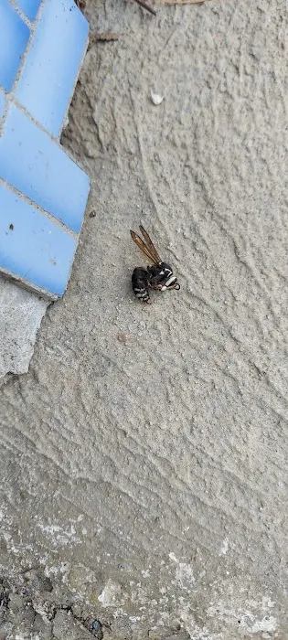 Grove Pest Control Picture 7