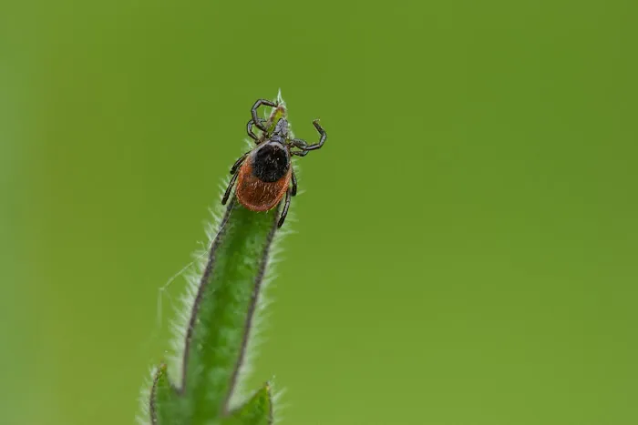 Grove Pest Control Picture 9