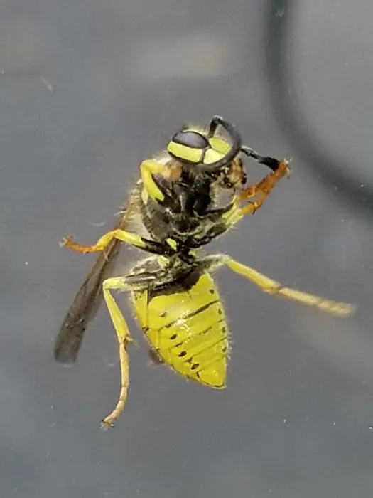 Grove Pest Control Picture 1