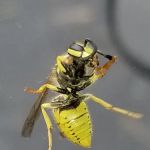 Grove Pest Control