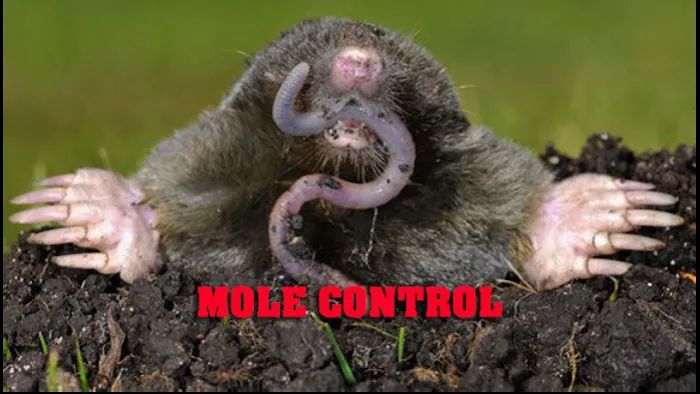1st & Goal Pest And Animal Control Picture 1