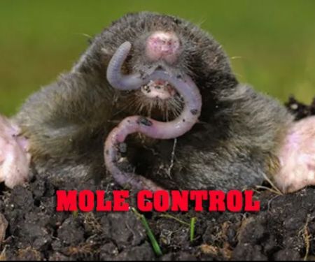 1st & Goal Pest And Animal Control