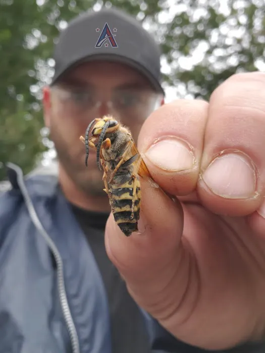 All American Termite & Pest Control Picture 4
