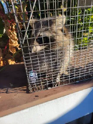 All American Termite & Pest Control Picture 3