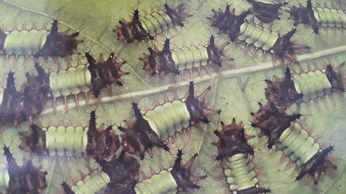 Ocean Pest Consultants Picture 4