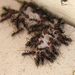 Ocean Pest Consultants