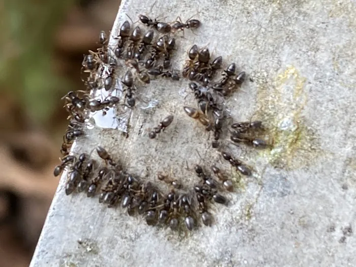Above All Termite & Pest Control Picture 8