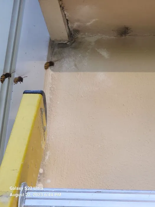 Sleep-Easy Pest Solutions Picture 5