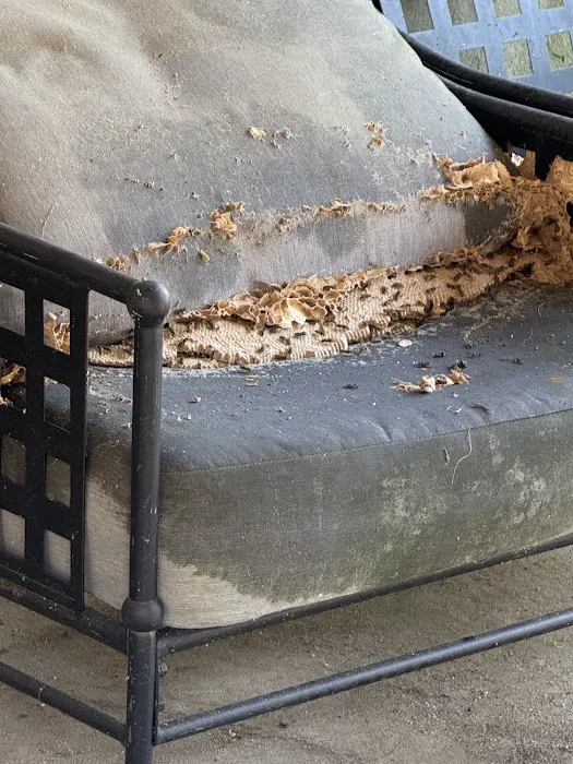 EcoShield Pest Solutions Picture 10